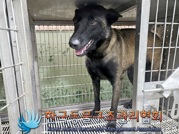 한국동물구조관리협회_441560202400001